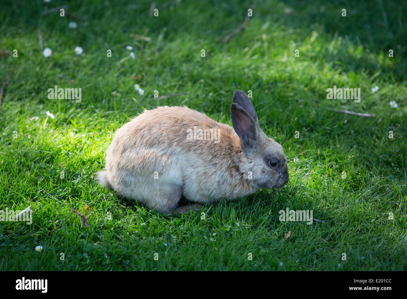 Wild rabbit in a grassy field. Stock Photo