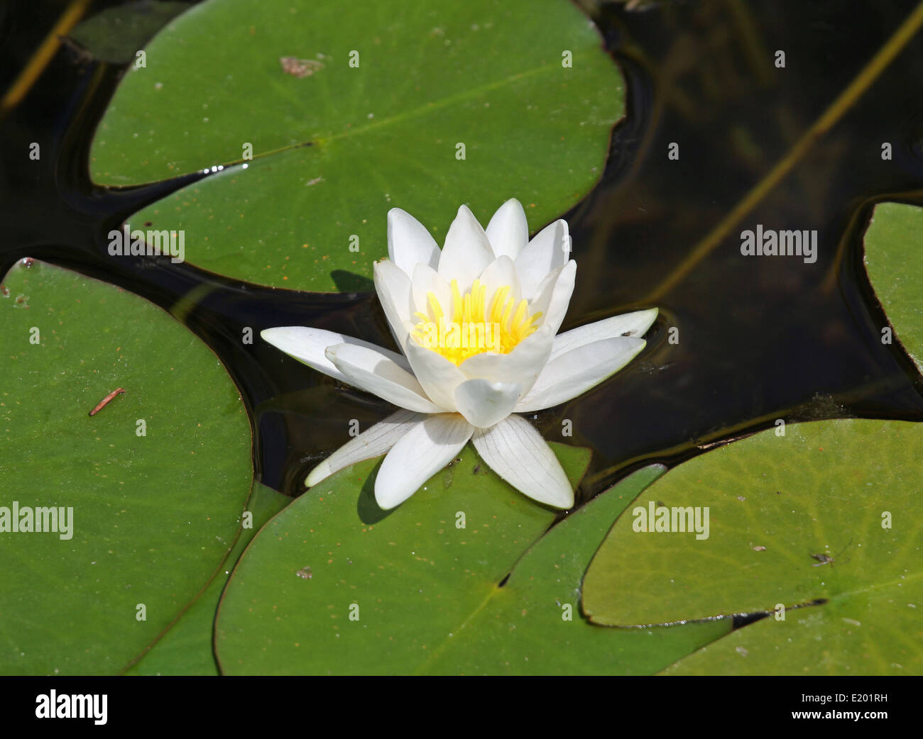 beautiful water lily white in the middle of the pond leaves Stock Photo