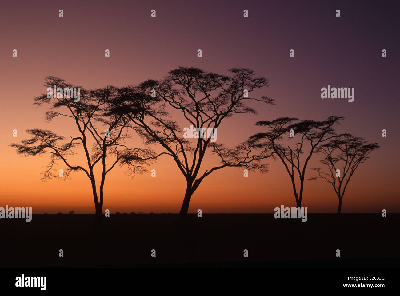 Acacia trees at daybreak, Serengeti, Tanzania Stock Photo