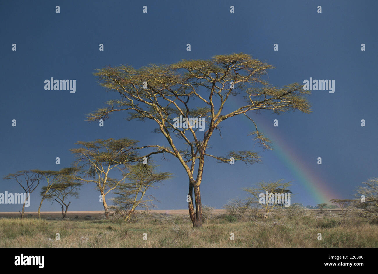 Acacia trees (Vachellia xanthophloea) and rainbow, Serengeti, Tanzania Stock Photo