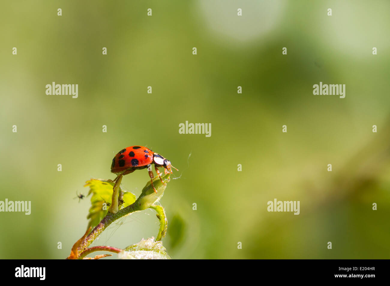 Ladybird cartoon hires stock photography and images Alamy