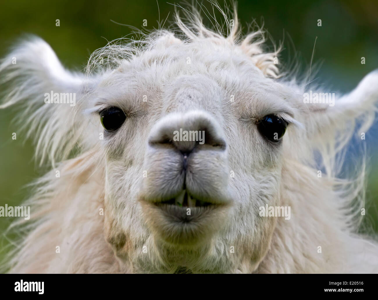 White Llama Alpenrue Saanen Switzerland Stock Photo