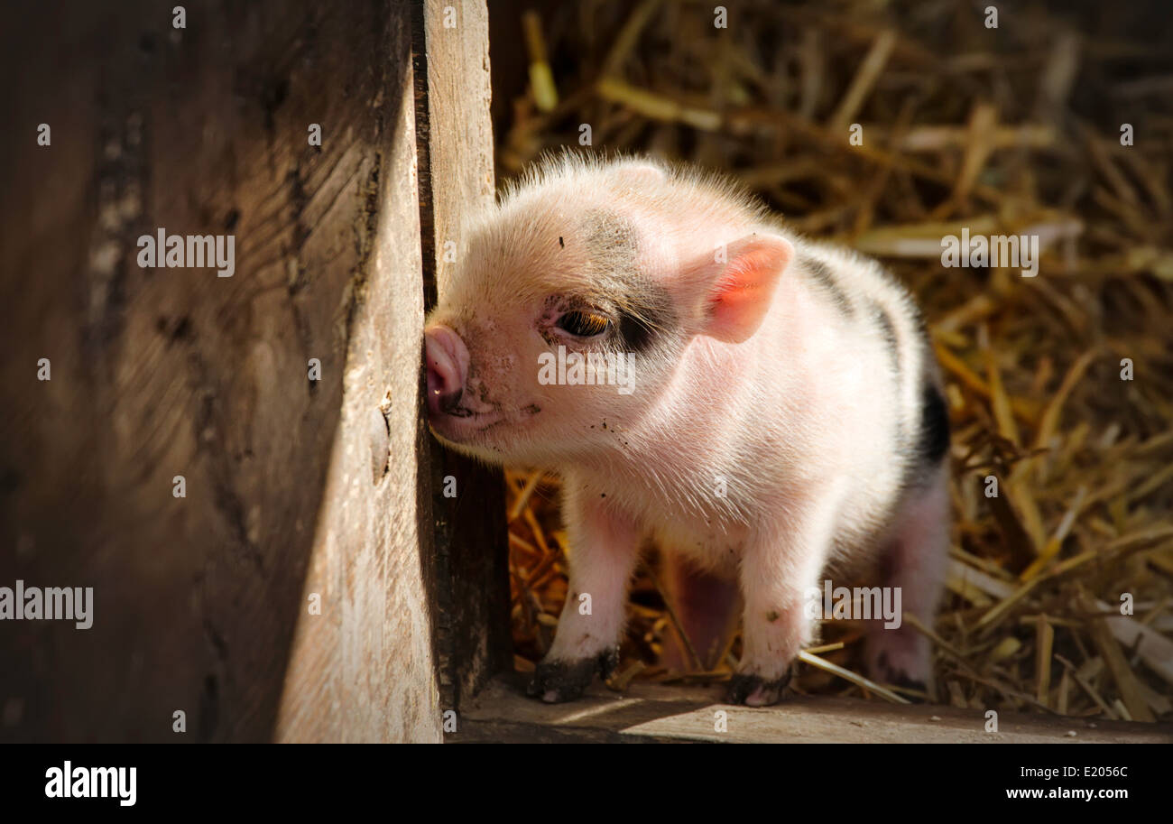 Pink & Black Piglet  in a barn Switzerland Stock Photo