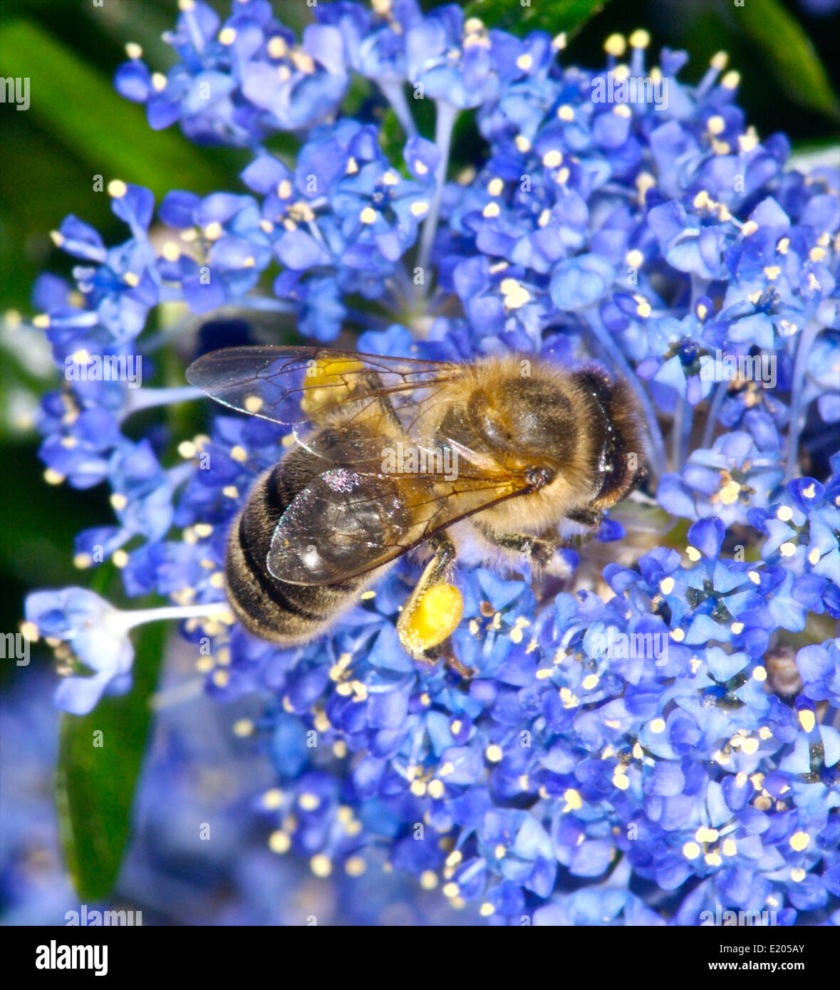 Apis mellifera or Western/ European honey bee gathering nectar and pollen in the early morning sunshine Stock Photo