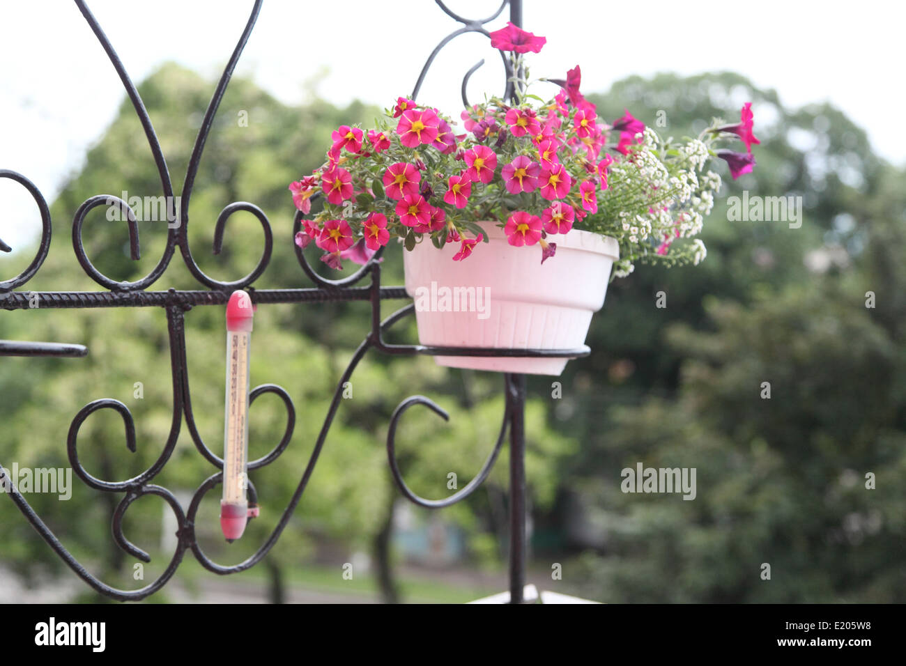 beautiful flowers growing on the balcony Stock Photo Alamy