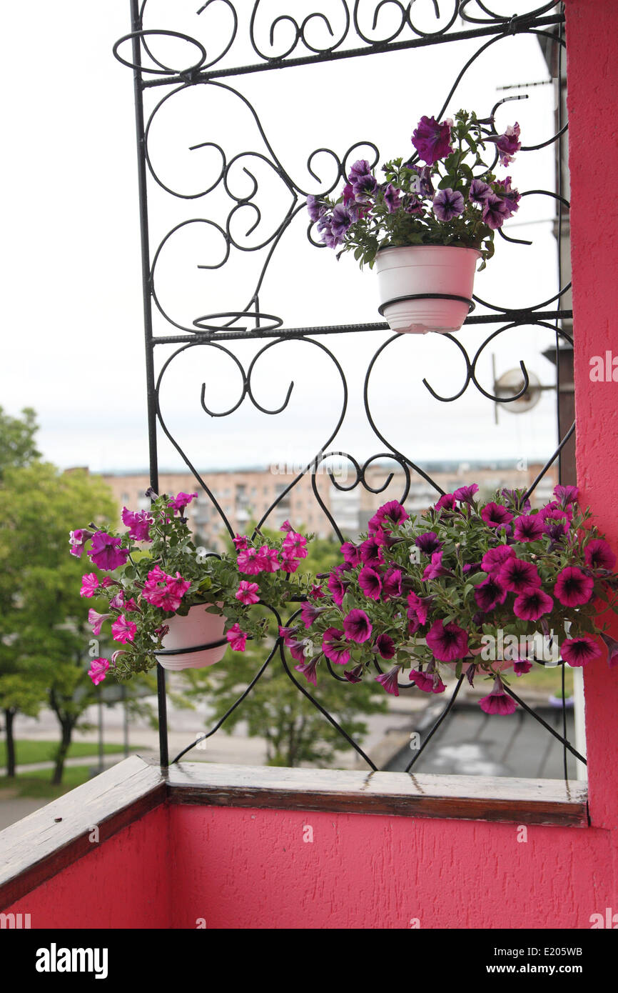 beautiful flowers growing on the balcony Stock Photo Alamy