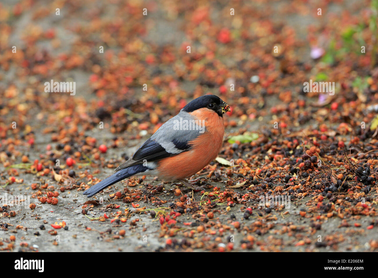 Eurasian Male Bullfinch eating Cotoneaster berries on the ground Stock Photo