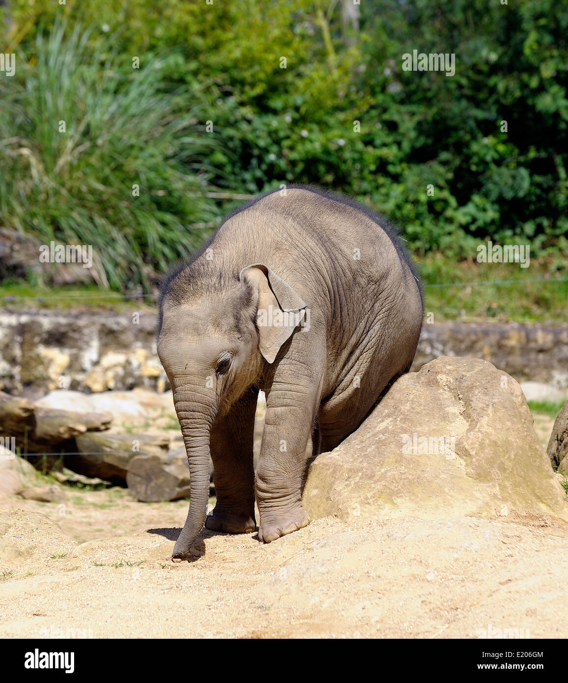 Baby Asian elephant at Twycross zoo Atherstone Warwickshire England UK Stock Photo