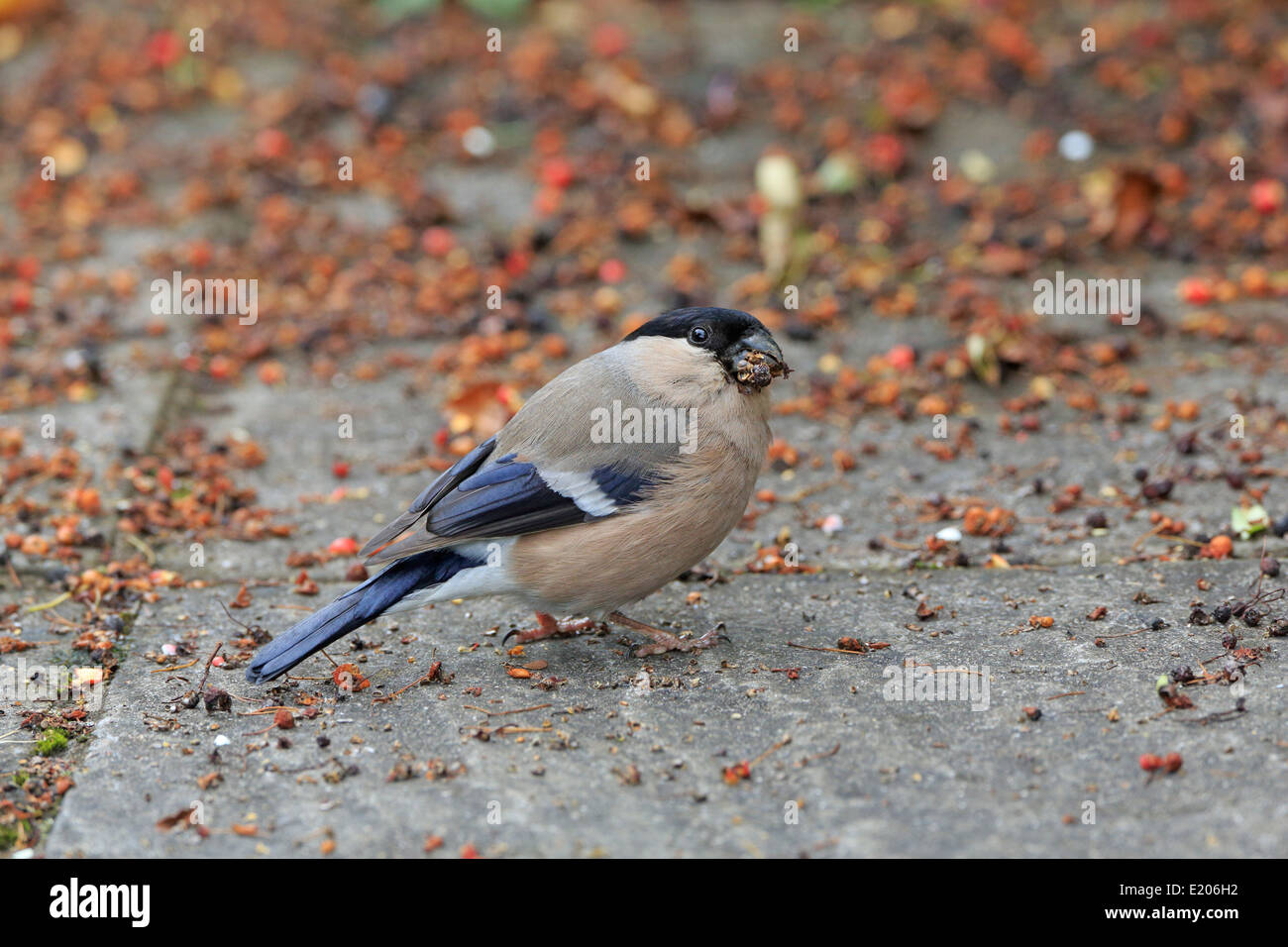 Eurasian Female Bullfinch eating Cotoneaster berries on a patio Stock Photo