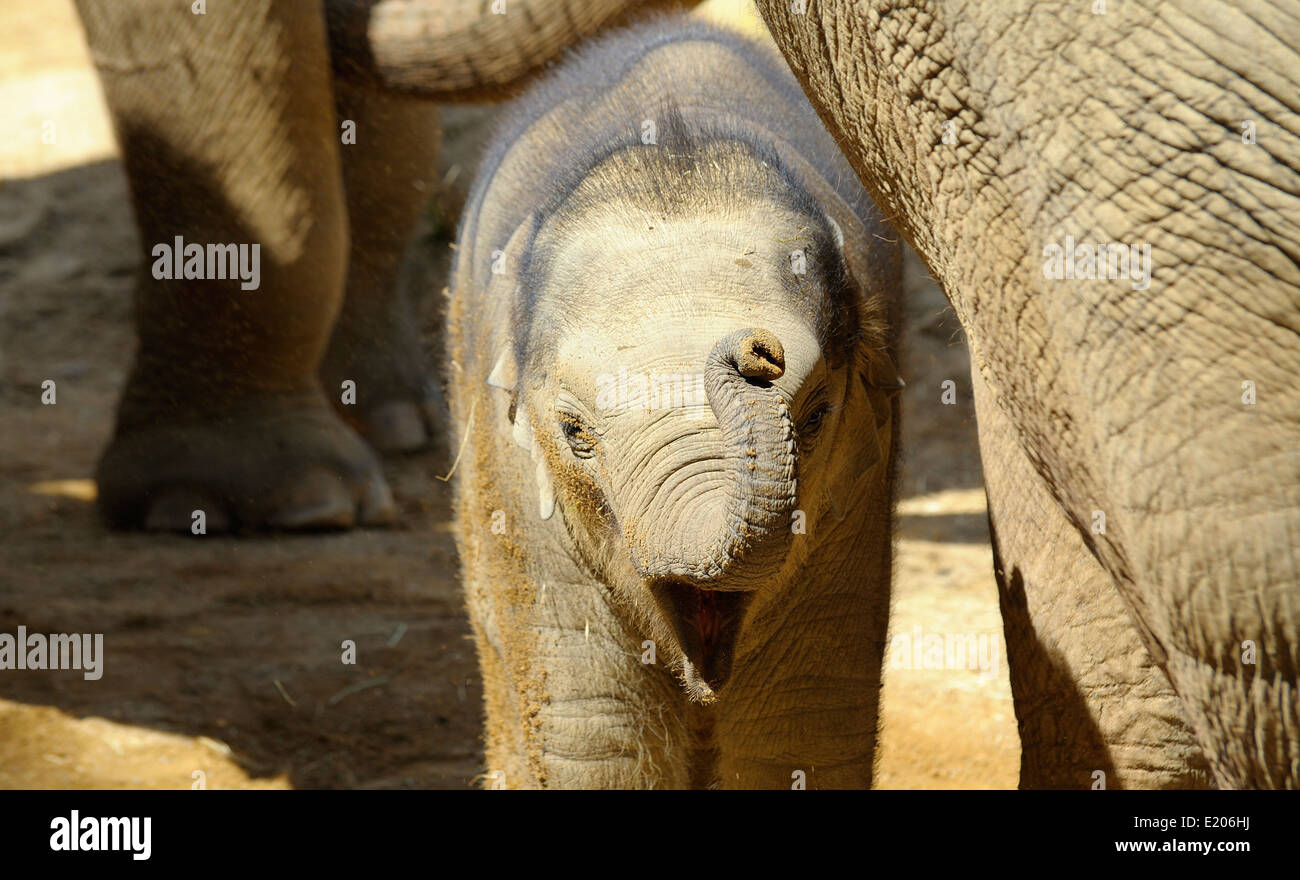 Baby Asian elephant at Twycross zoo Atherstone Warwickshire England UK Stock Photo