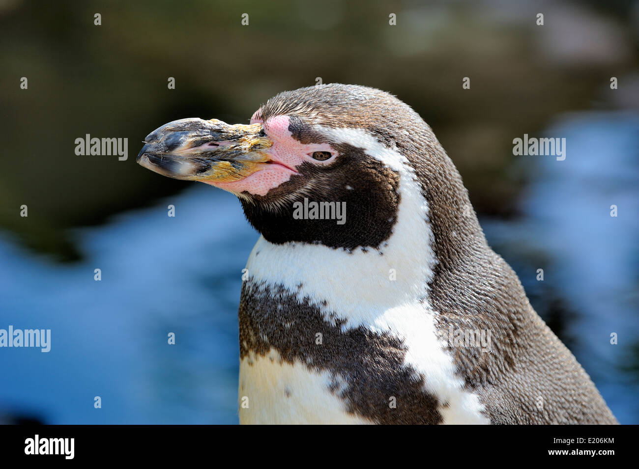 Humboldt penguin Stock Photo