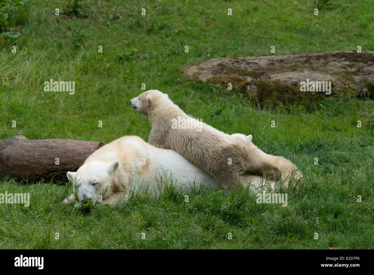 Polar Bears (Ursus maritimus) female Giovanna with her cubs, 6 months, Hellabrunn, Munich, Upper Bavaria, Bavaria, Germany Stock Photo