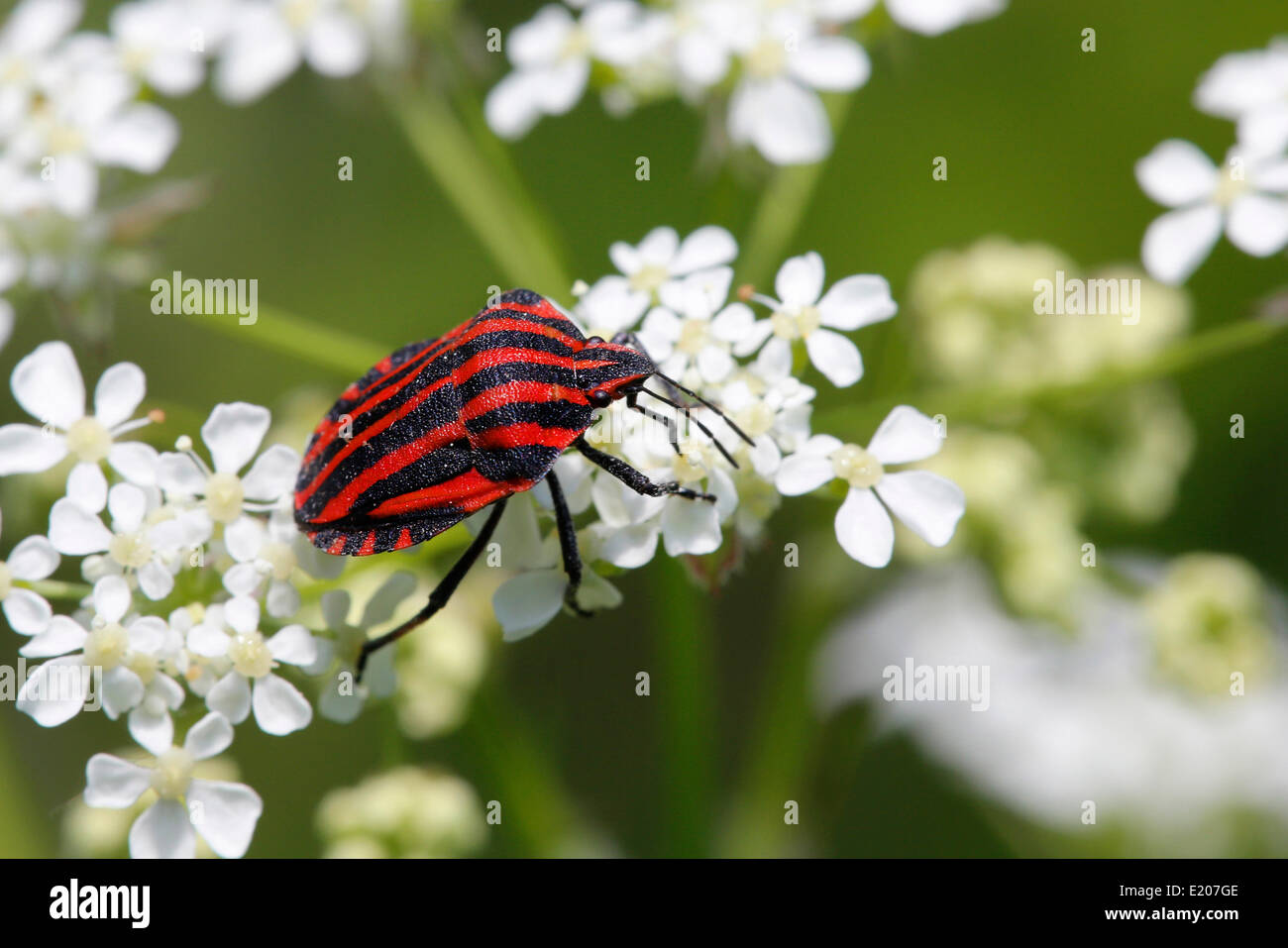 Italian striped bugs hires stock photography and images Alamy