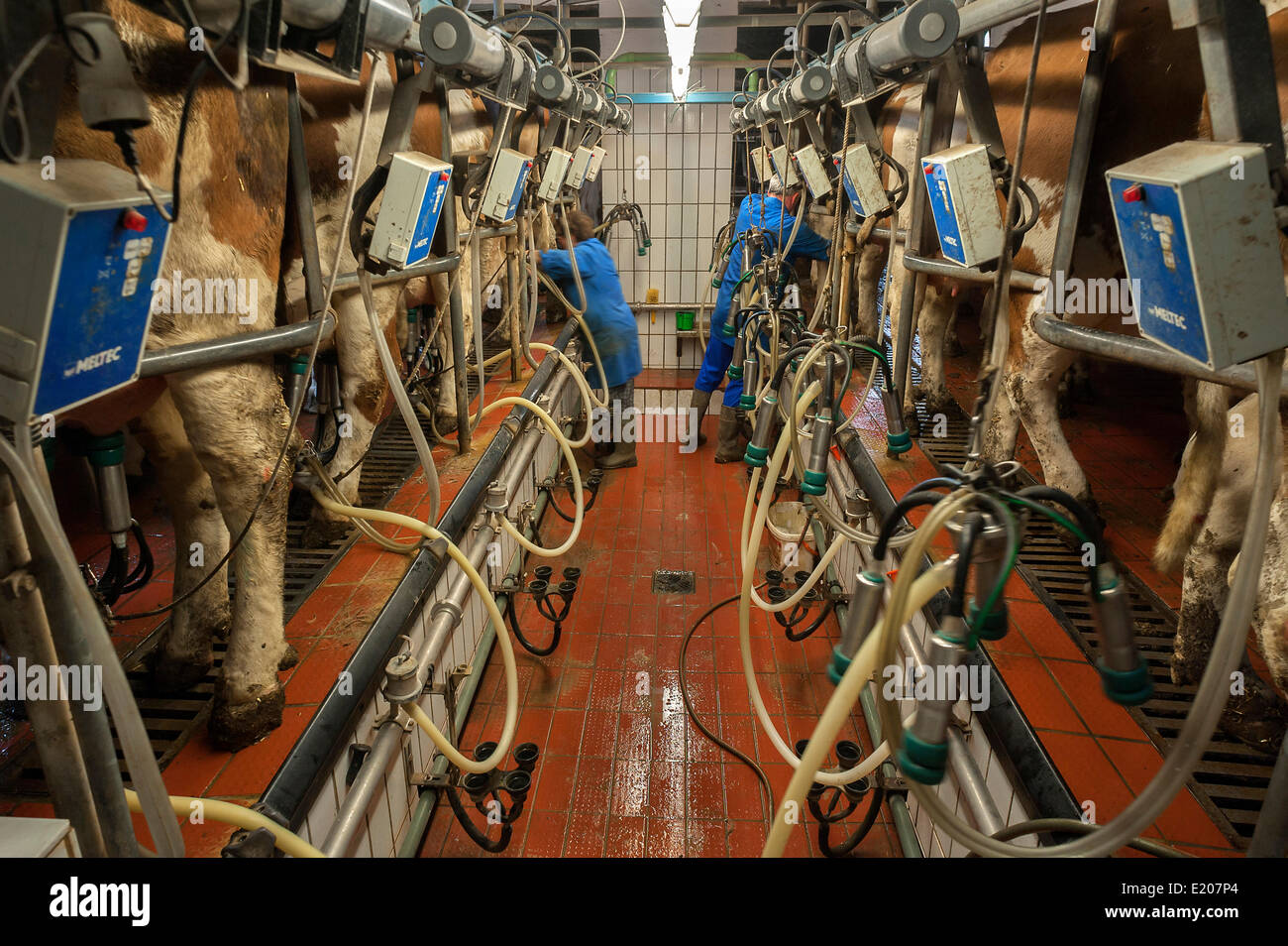 Cows being milked in a herringbone milking parlor, Bavaria, Germany Stock Photo