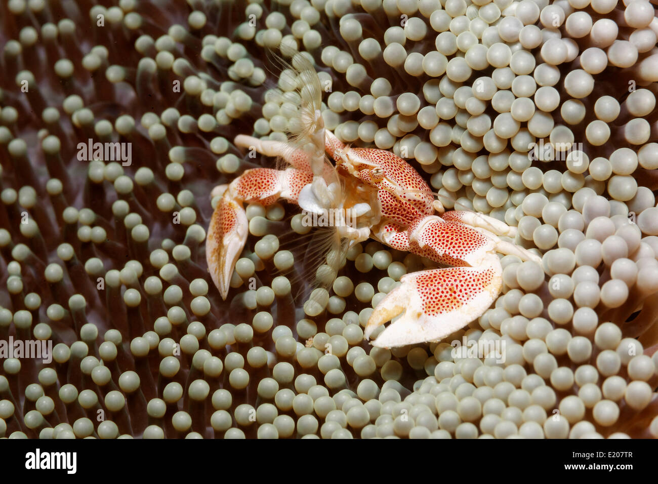 Porcelain Crab (Neopetrolisthes oshimai), on an Anemone, fishing for plankton, Sabang Beach, Puerto Galera, Mindoro, Philippines Stock Photo