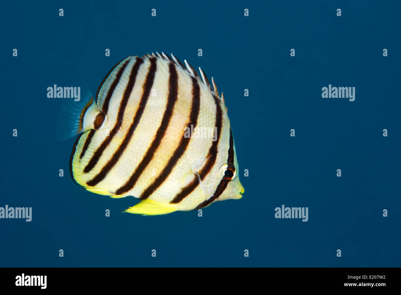 Eight-banded Butterflyfish or Eightband Butterflyfish (Chaetodon octofasciatus), Sabang Beach, Puerto Galera, Mindoro Stock Photo