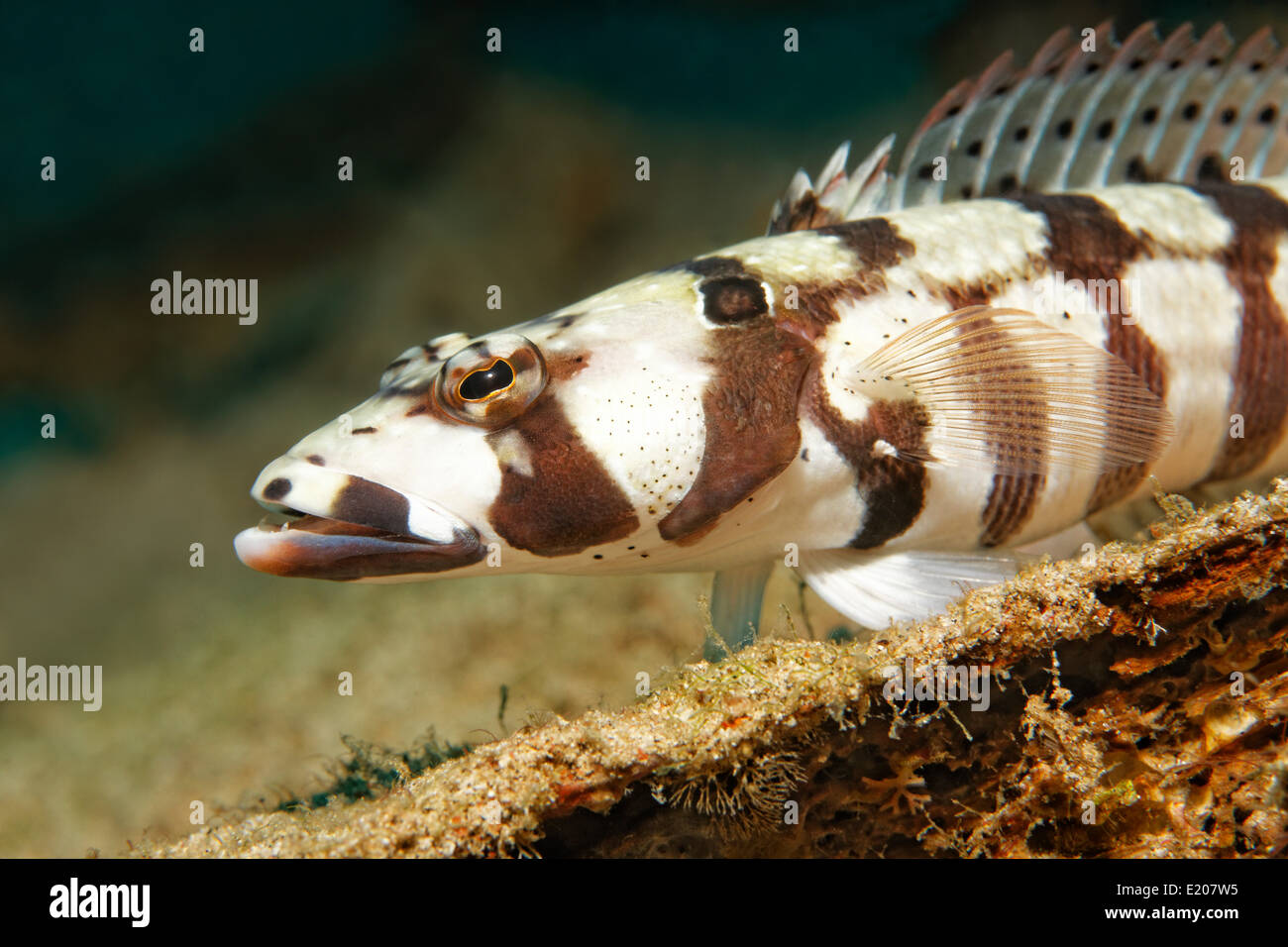 Reticulated Sandperch (Parapercis tetracantha), Sabang Beach, Puerto Galera, Mindoro, Philippines Stock Photo