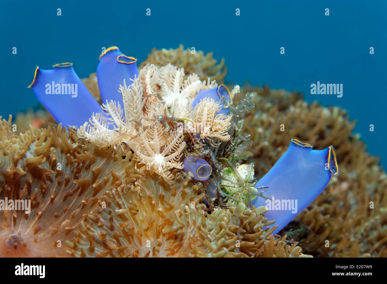 Blue Club Tunicate (Rhopalaea crassa), between Disc Anemones, Sabang Beach, Puerto Galera, Mindoro, Philippines Stock Photo