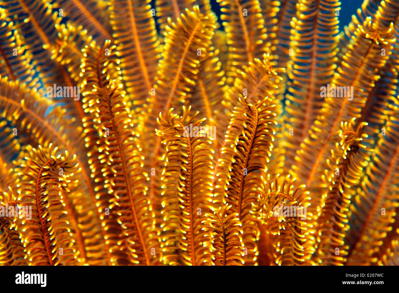 Yellow Feather Star (Comaster sp.), detail, Sabang Beach, Puerto Galera, Mindoro, Philippines Stock Photo