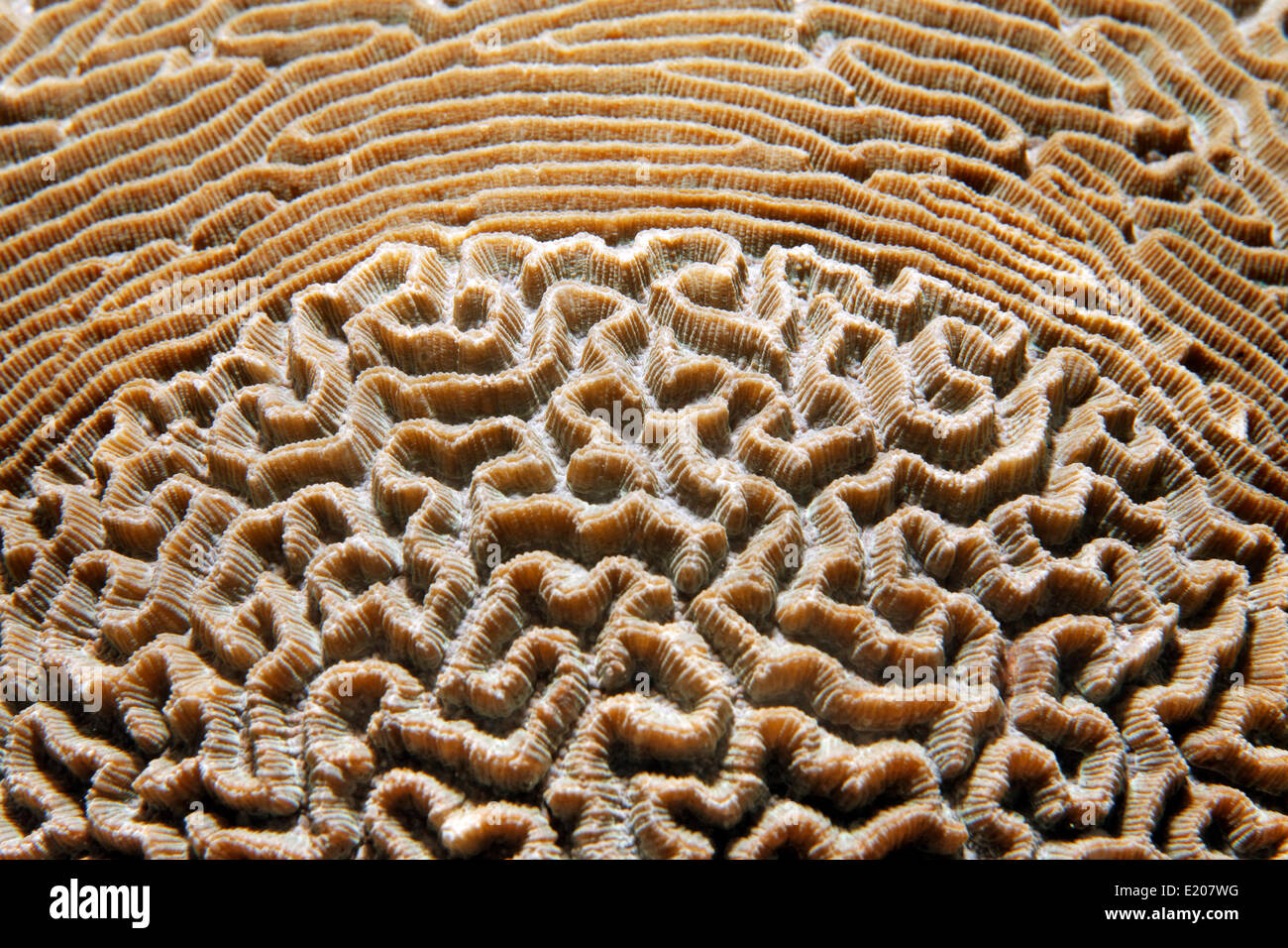 Unusual pattern of a Lesser Valley Coral, (Platygyra lamellina), stony coral, Sabang Beach, Puerto Galera, Mindoro, Philippines Stock Photo