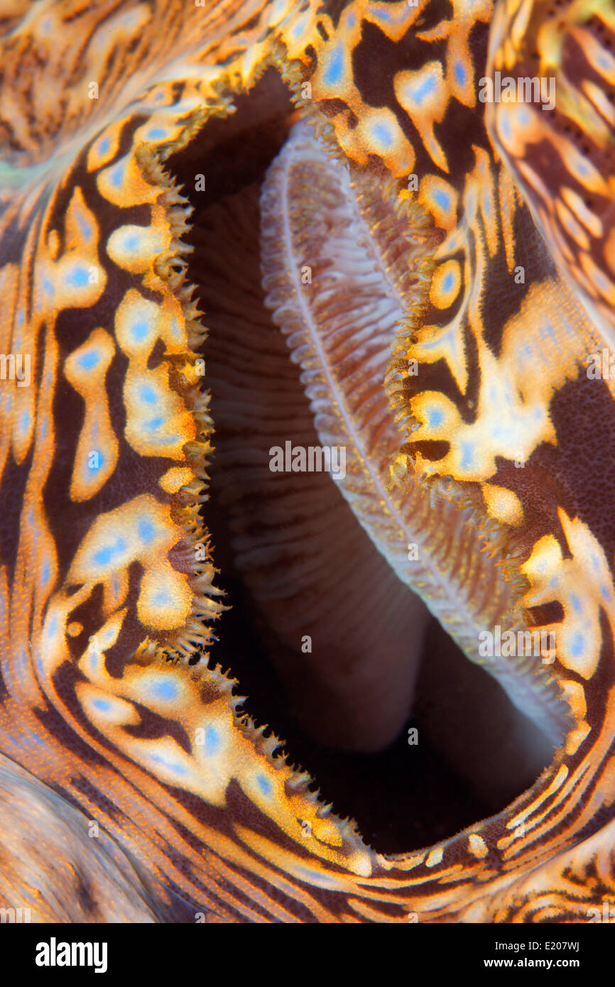 Suction hole of a Giant Clam (Tridacna gigas), Sabang Beach, Puerto Galera, Mindoro, Philippines Stock Photo