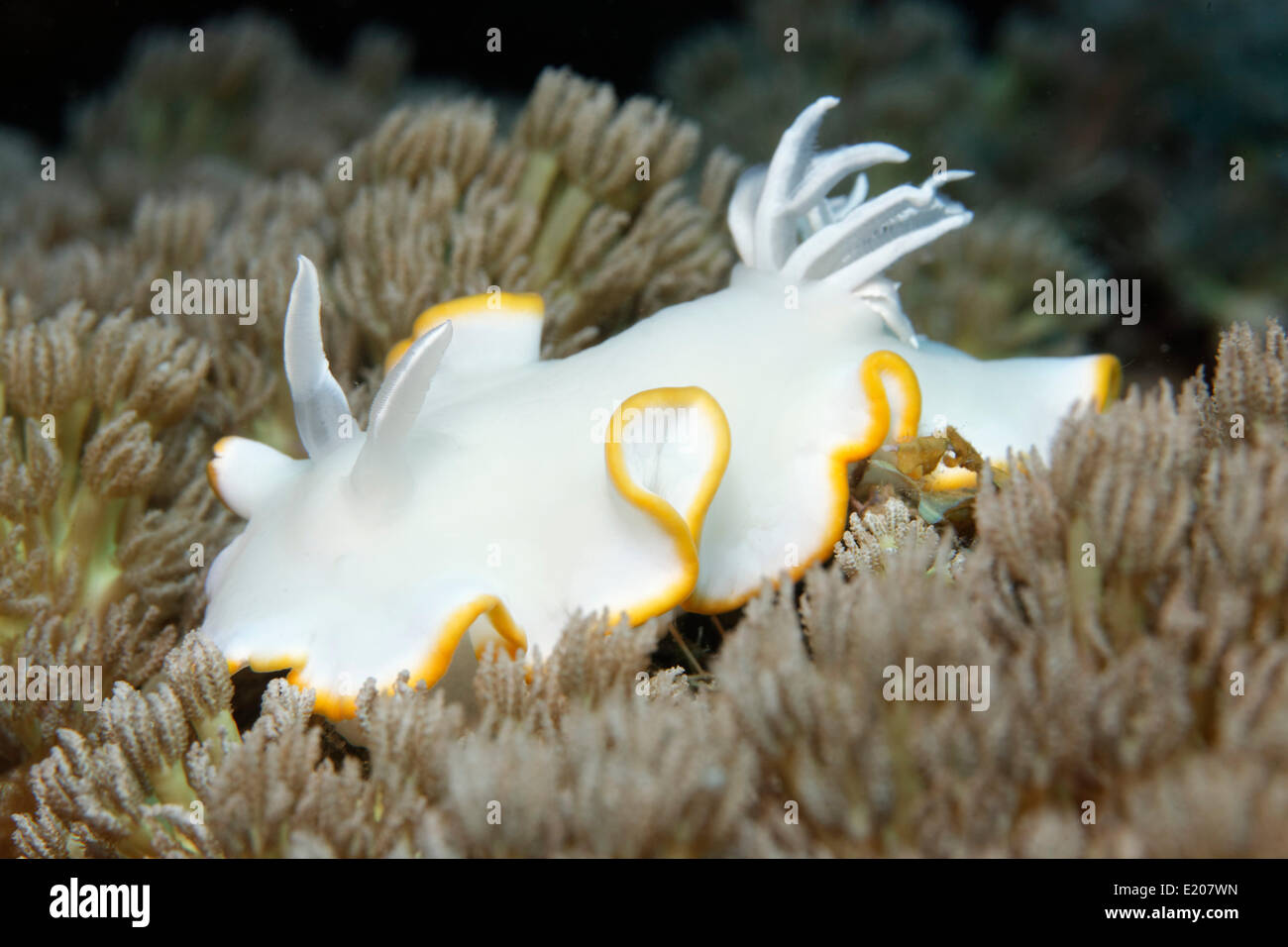 Ardeadoris Sea Slug (Ardeadoris egretta) on a Xenia Coral (Xenia sp.), Sabang Beach, Puerto Galera, Mindoro, Philippines Stock Photo