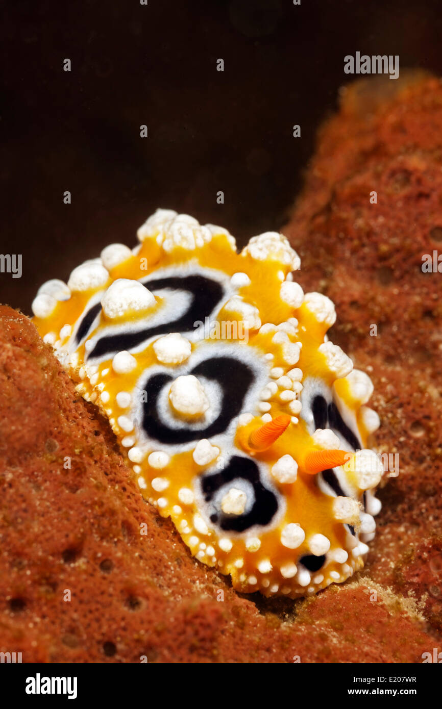 Ocellate Phyllidia (Phyllidia ocellata), sea slug, on sponge, Sabang Beach, Puerto Galera, Mindoro, Philippines Stock Photo