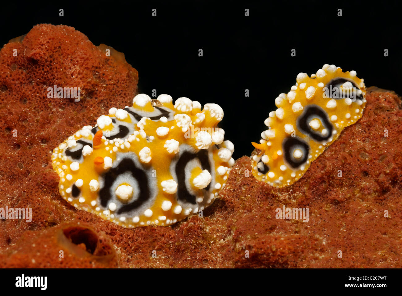 Two Ocellate Phyllidias (Phyllidia ocellata), sea slugs, on sponge, Sabang Beach, Puerto Galera, Mindoro, Philippines Stock Photo