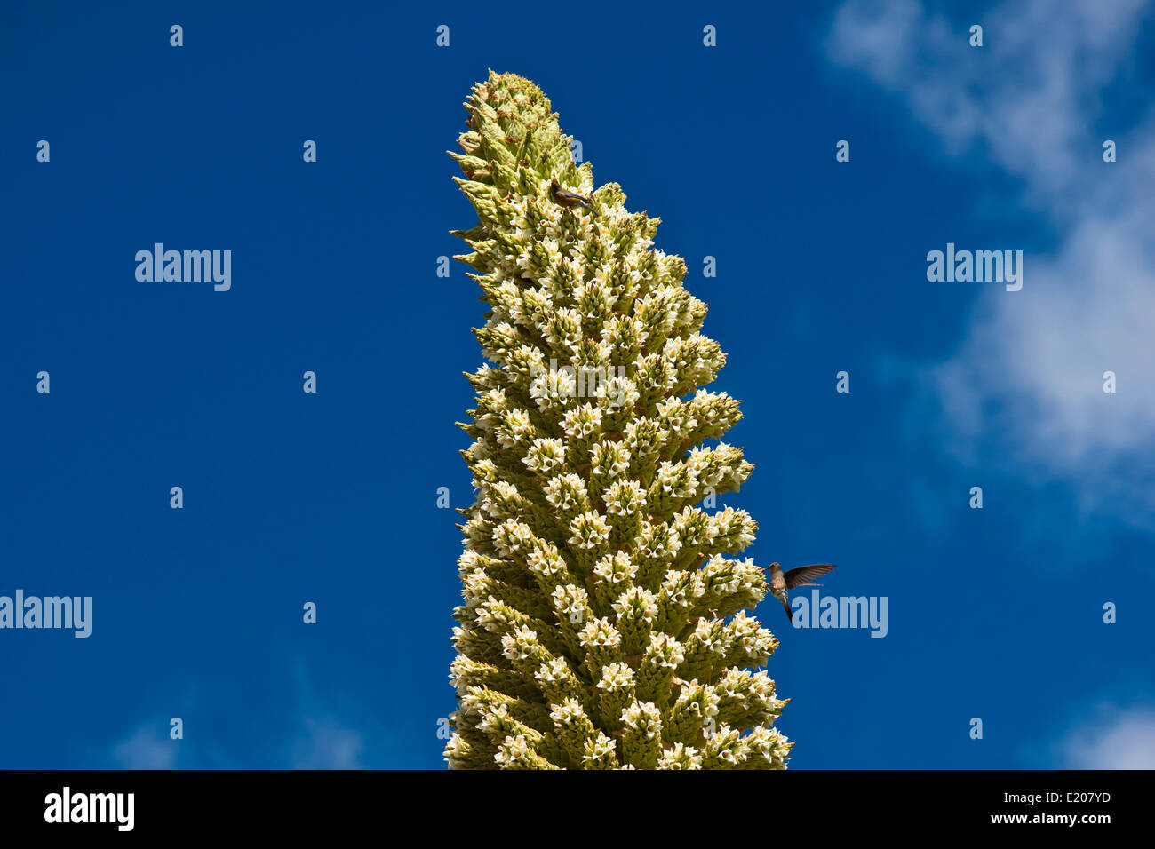 Queen of the Andes (Puya raimondii), inflorescences about 8m high, highest inflorescence in the world, national flower of Peru Stock Photo