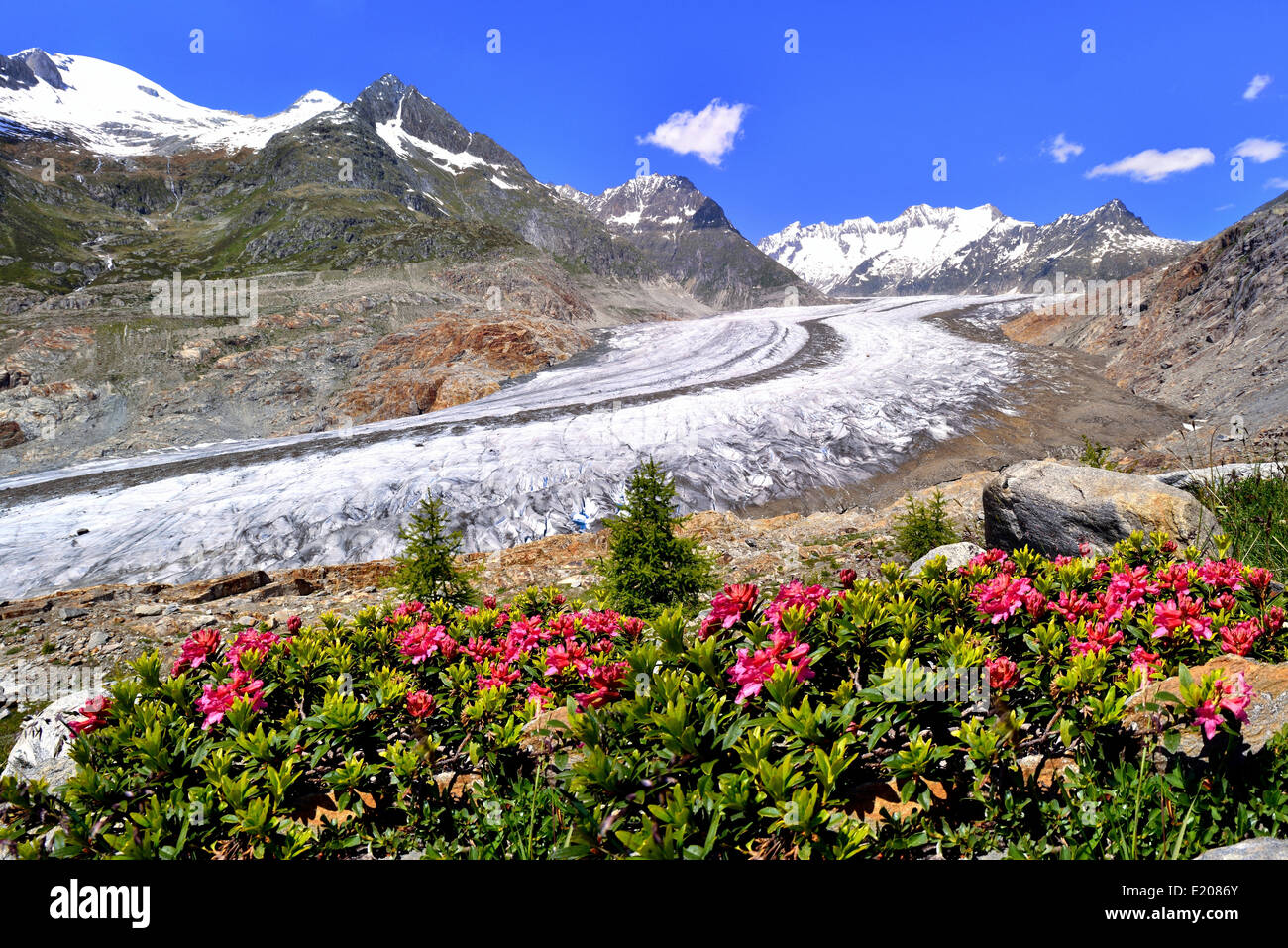 Great Aletsch Glacier, UNESCO World Heritage Site, alpenroses at the front, Riederalp, Bettmeralp, Canton of Valais, Switzerland Stock Photo
