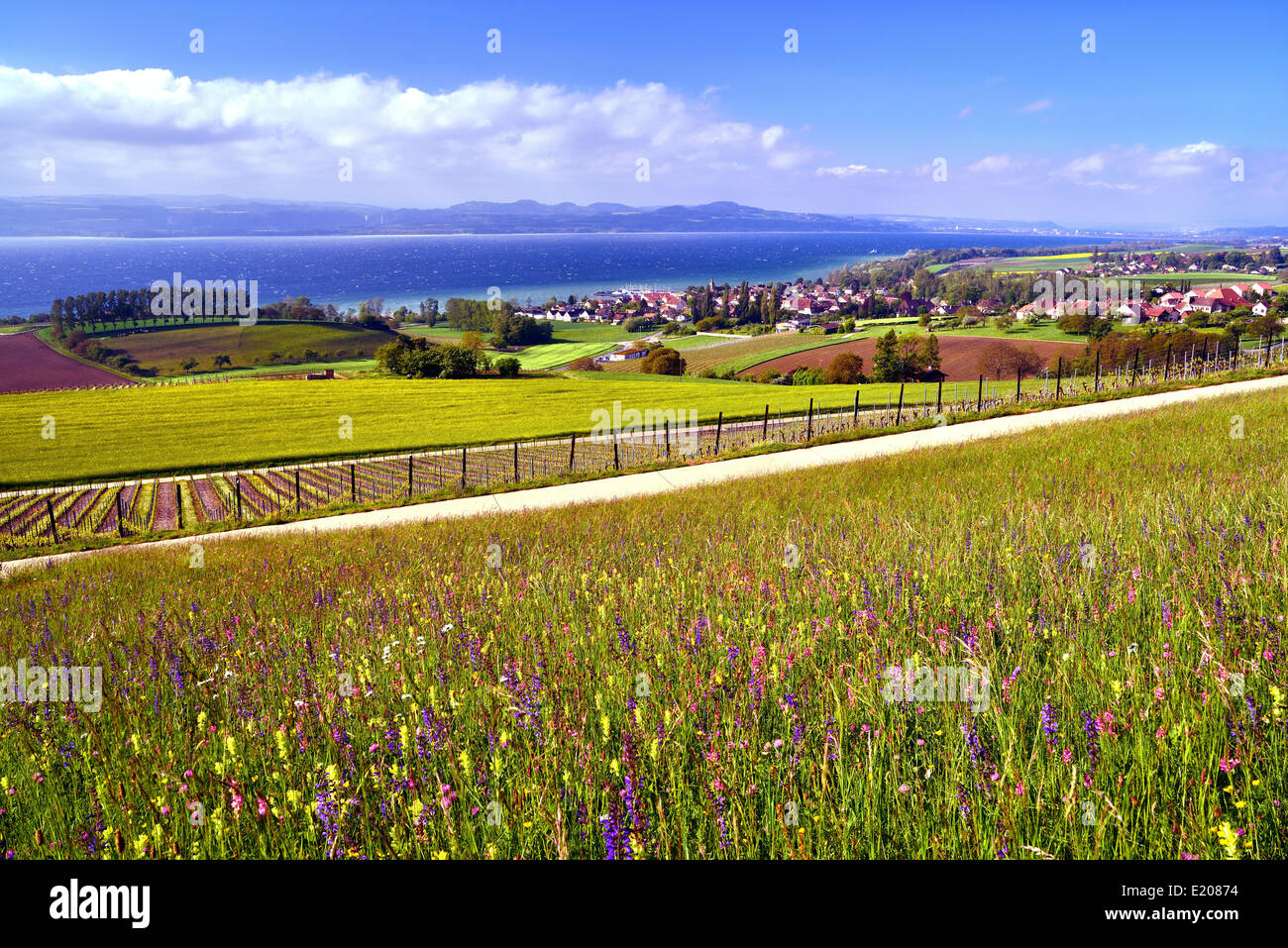 Flower meadow and vineyard on Lake Neuchâtel, near Concise, Yverdon-les-Bains, Canton of Vaud, Switzerland Stock Photo