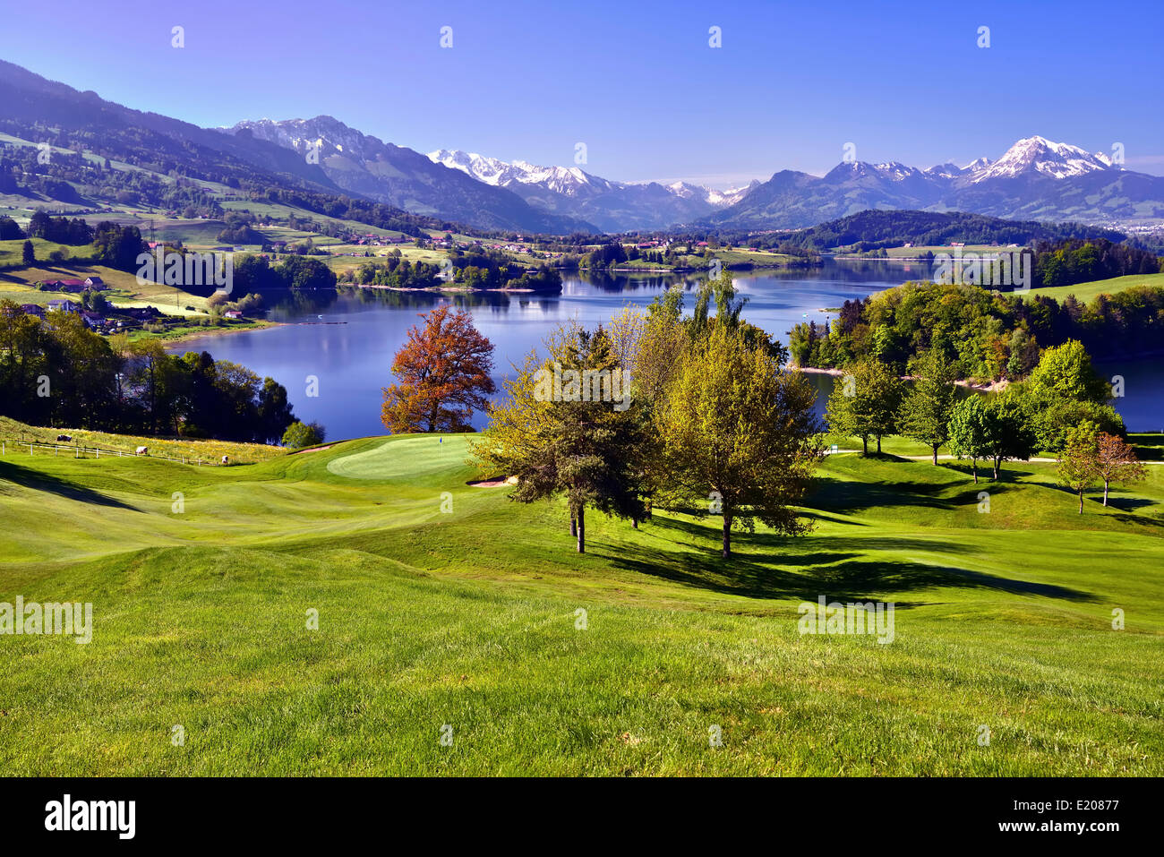 Golf course on the Lake of Gruyère or Lac de la Gruyère, Fribourg Alps at  the back with Mt Moléson or Le Moléson Stock Photo - Alamy