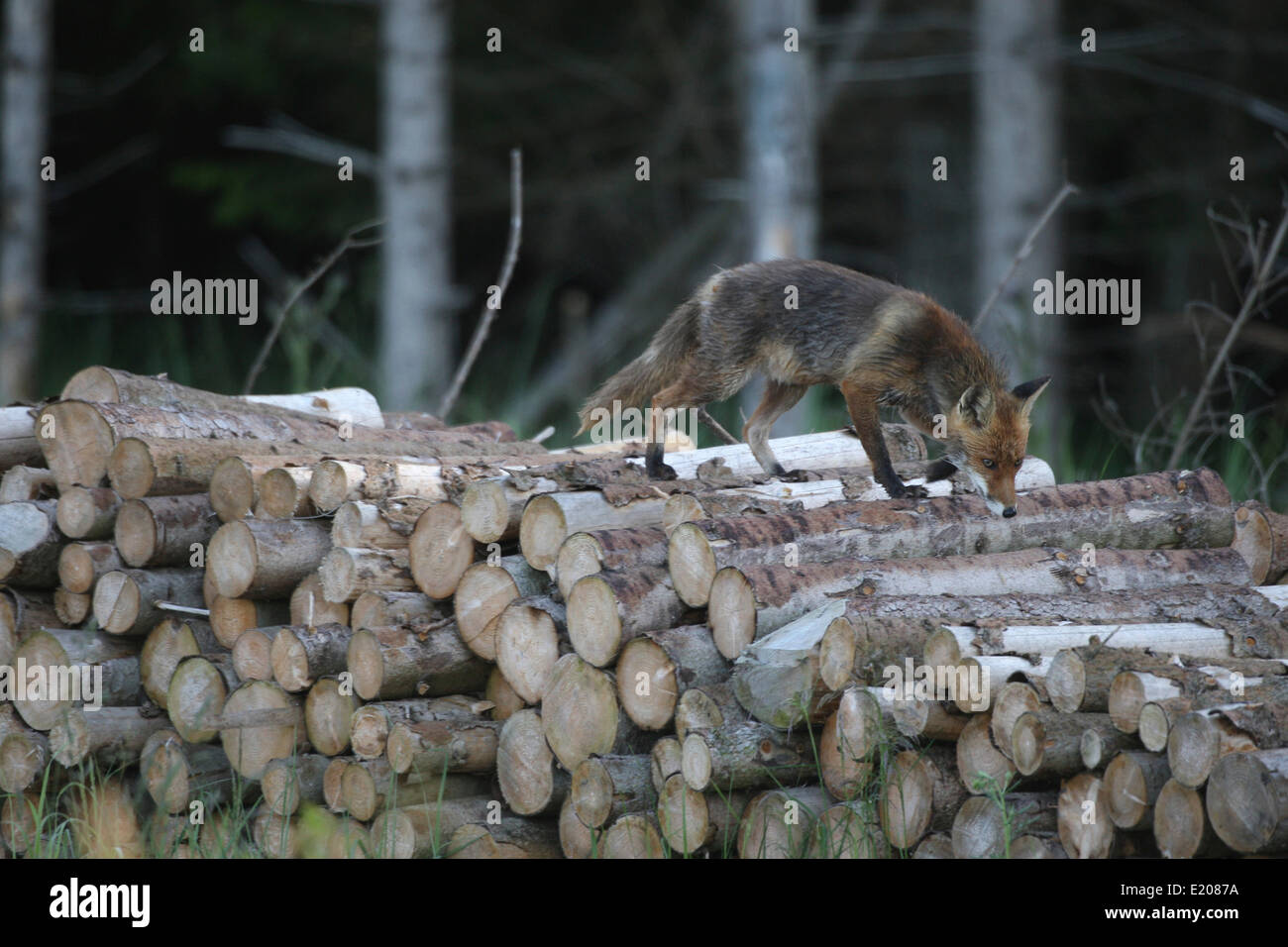 Red Fox (Vulpes vulpes), wet from the morning dew, on a pile of wood on the edge of a forest, Allgäu, Bavaria, Germany Stock Photo