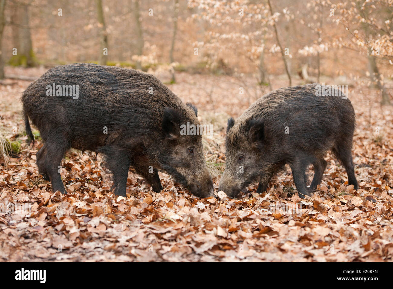 Wild Boars (Sus scrofa), sows, captive, North Rhine-Westphalia, Germany Stock Photo