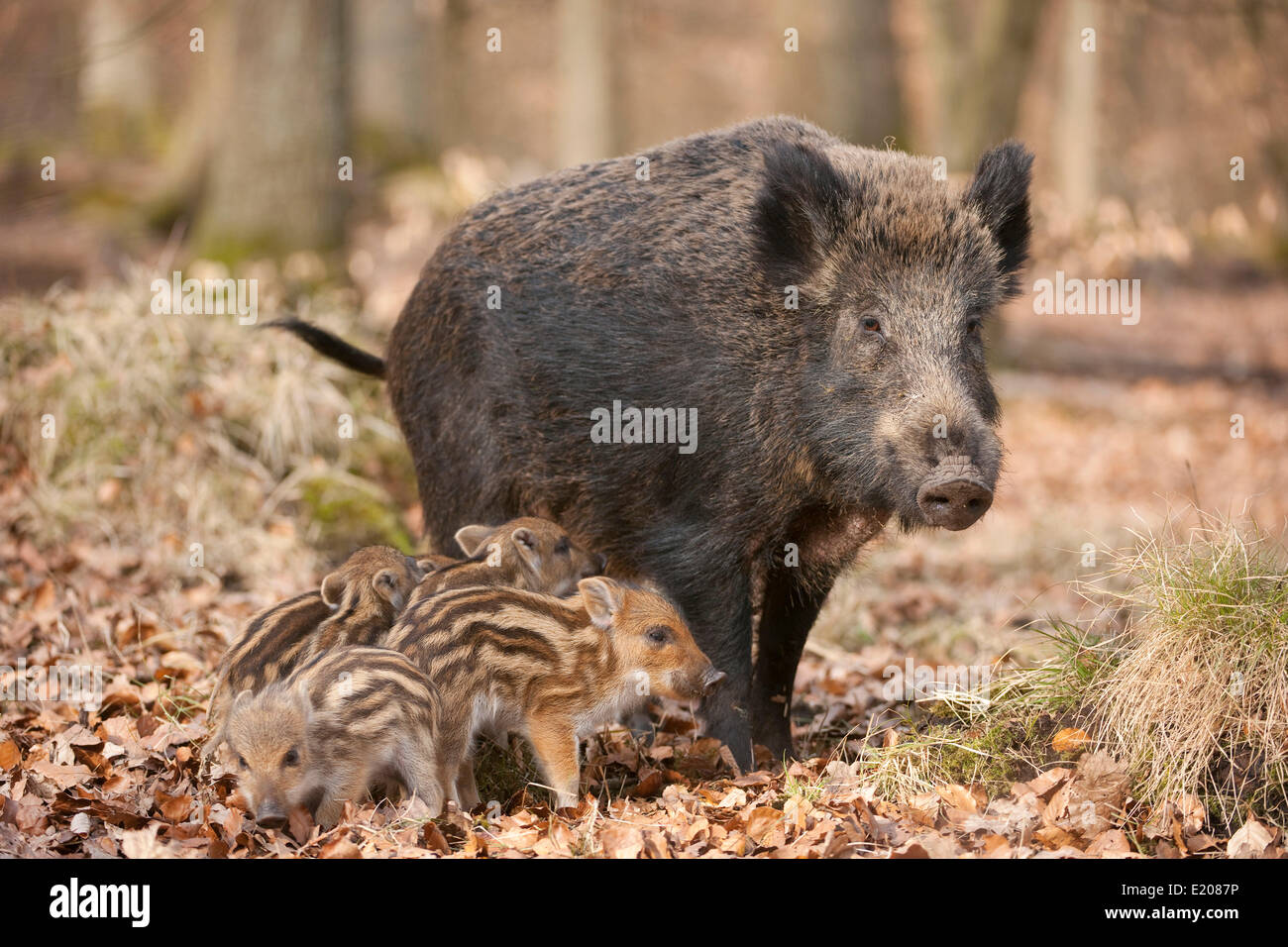 Wild Boars (Sus scrofa), sow and piglets, captive, North Rhine-Westphalia, Germany Stock Photo