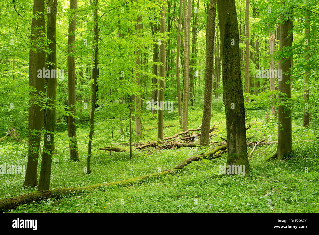 European Beech or Common Beech forest (Fagus sylvatica) in spring, Hainich National Park, Thuringia, Germany Stock Photo