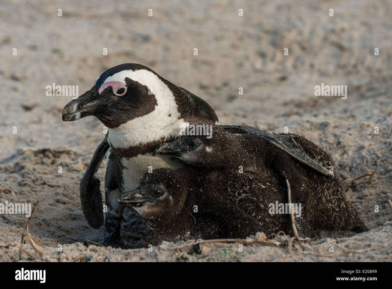 Jackass Penguins or African Penguins (Spheniscus demersus), adult with chicks, Boulders Beach, Simon's Town, Western Cape Stock Photo