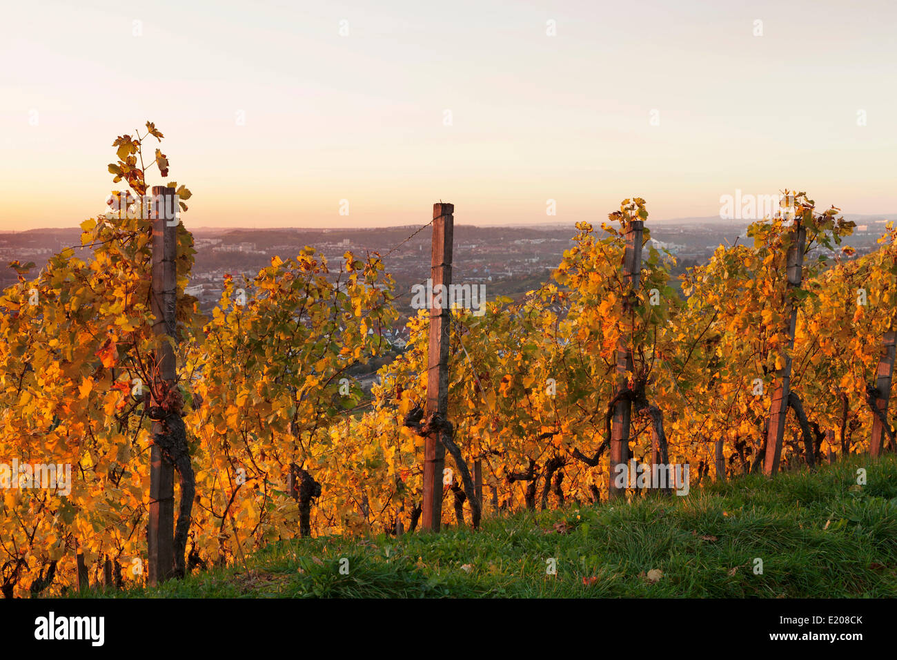 Vineyard at sunset in autumn, view of Stuttgart from Württemberg hill, Rotenberg, Stuttgart, Baden-Württemberg, Germany Stock Photo