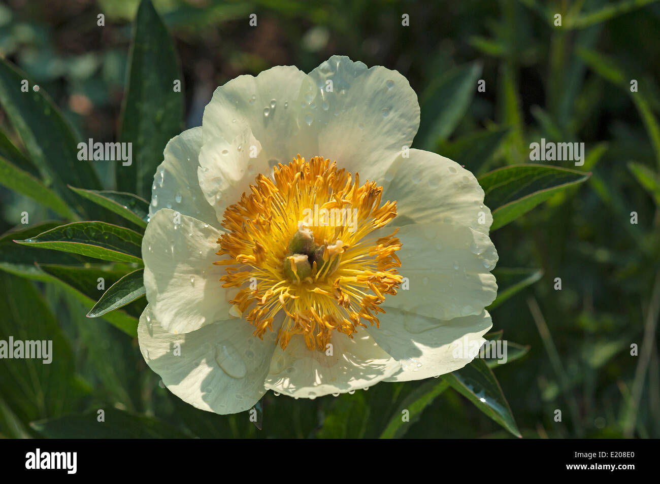 Blooming Peony (Paeonia lactiflora &#39;Claire de lune&#39;) with water drops, Bavaria, Germany Stock Photo