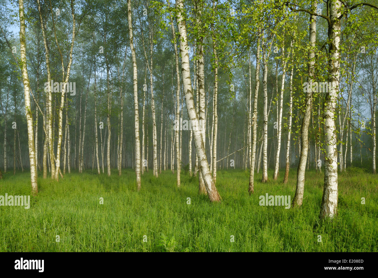 Forest of Downy Birch or White Birch (Betula pubescens) in a light mist, Biebrza National Park, Poland Stock Photo