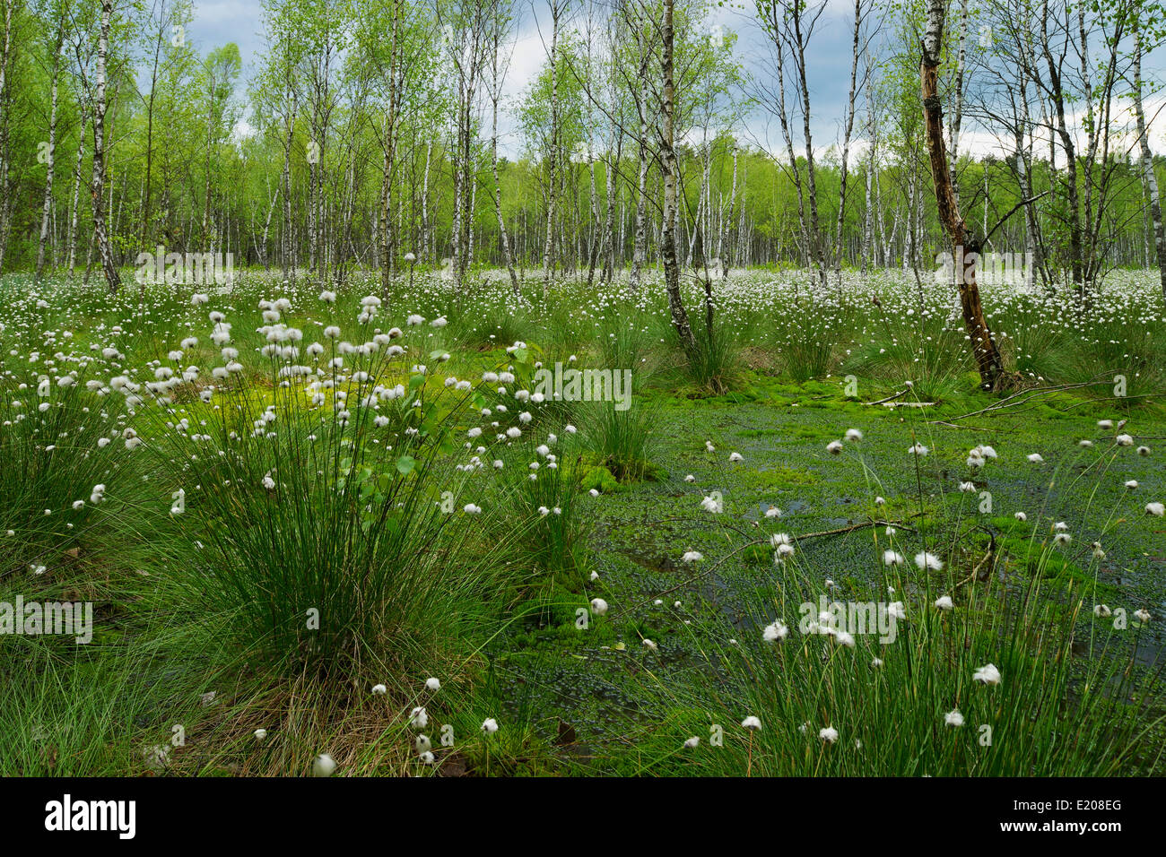 Forest of Downy Birch or White Birch (Betula pubescens), with Hare's-tail Cottongrass, Tussock Cottongrass or Sheathed Stock Photo