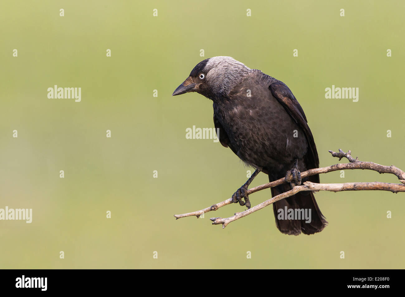 Jackdaw (Corvus monedula) sitting on branch, Lake Neusiedl, Austria Stock Photo