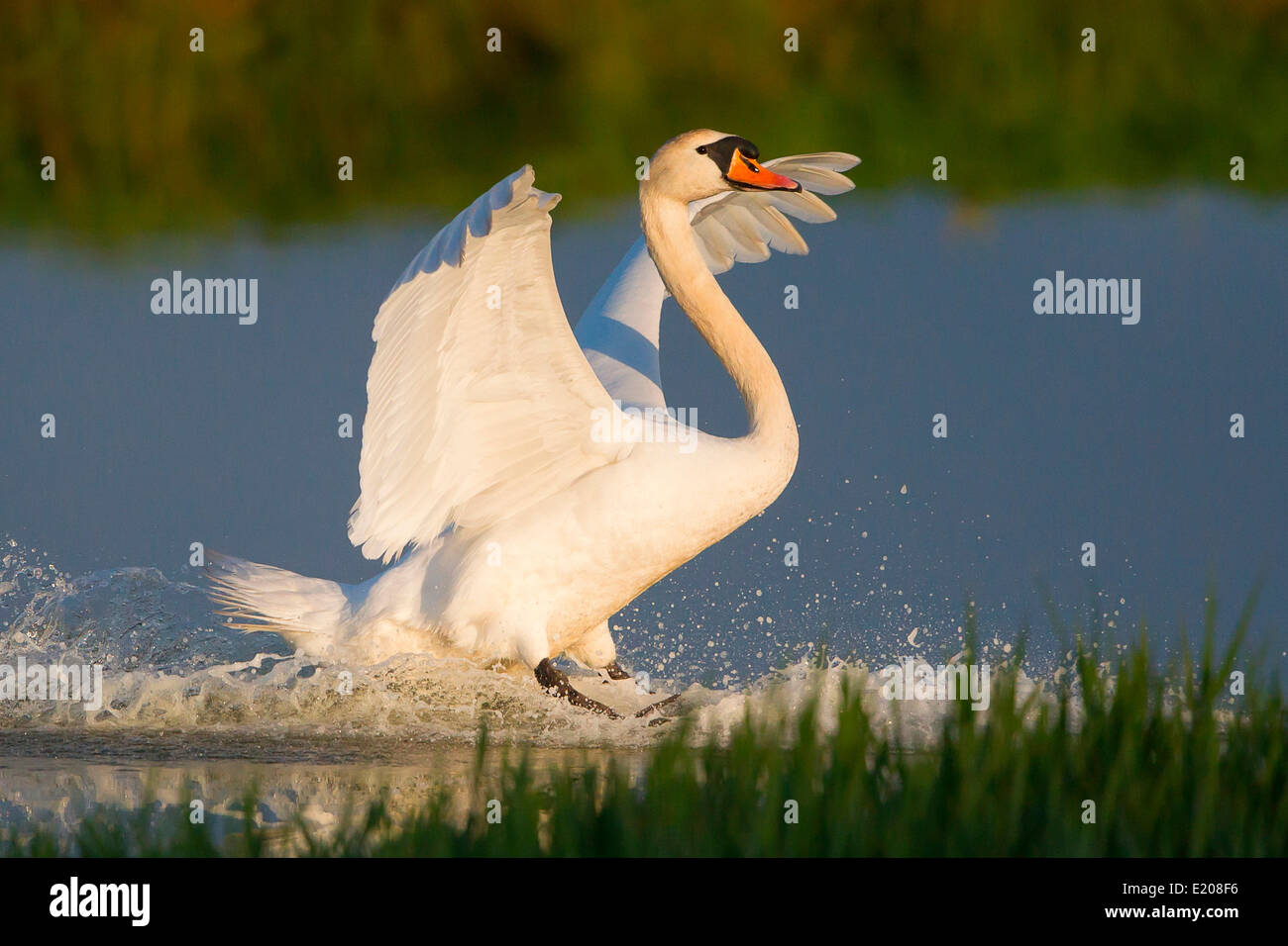 Swan on land hires stock photography and images Alamy