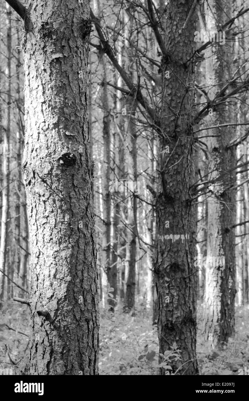 Different Tree Trunk Stock Photos & Different Tree Trunk Stock Images