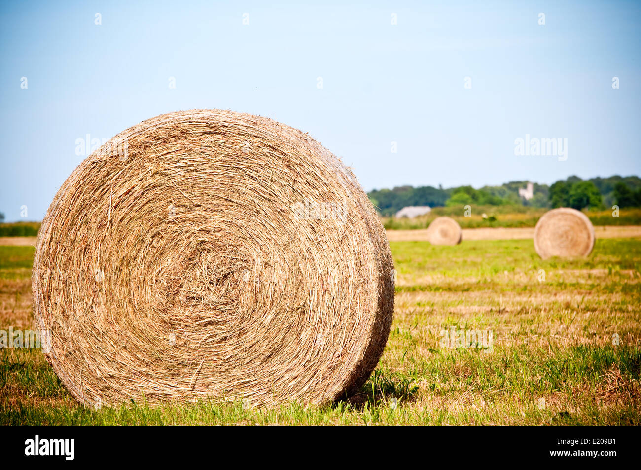 Straw rolls on summer farmer field Stock Photo Alamy