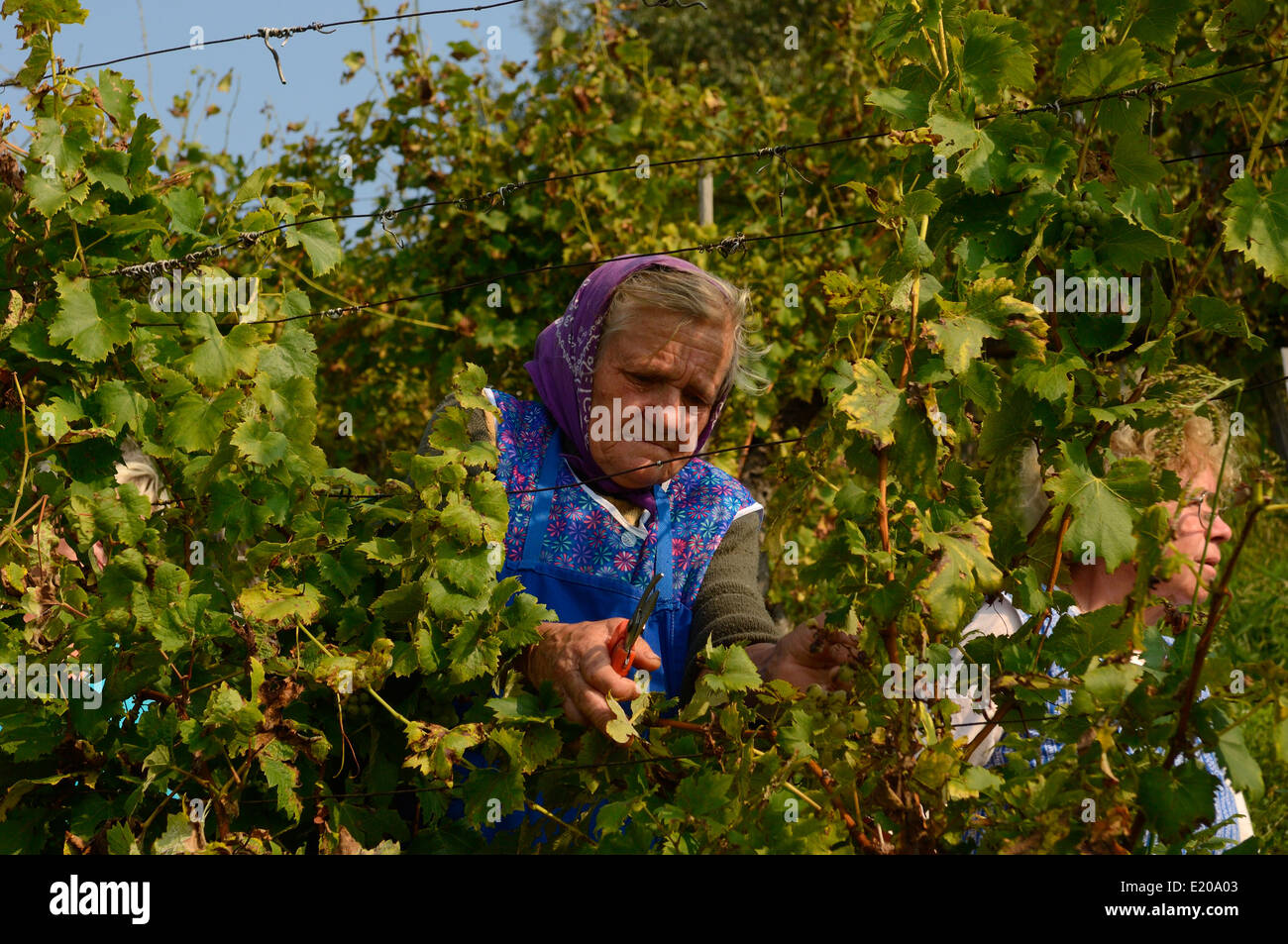 Grape picker at the Crnko family run vineyard. Maribor region of Podravje wine country. Slovenia Stock Photo