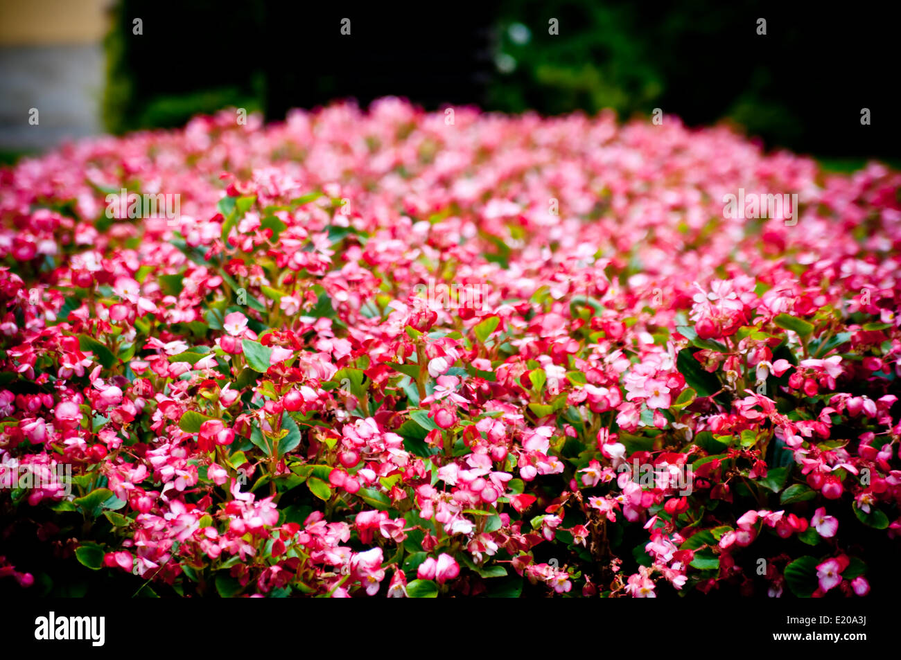 pink flower bed Stock Photo Alamy