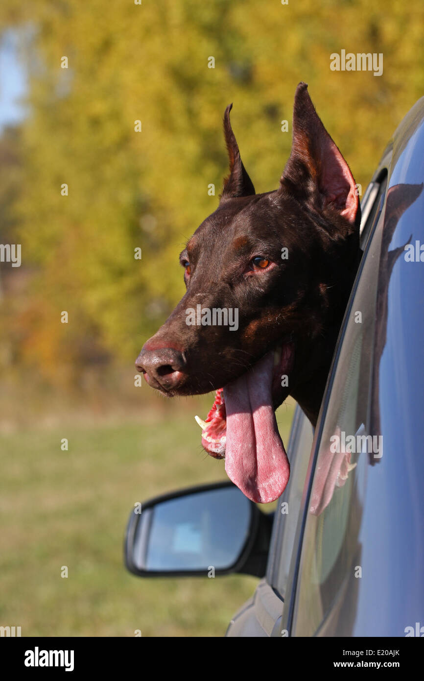 Dog in car window Stock Photo Alamy
