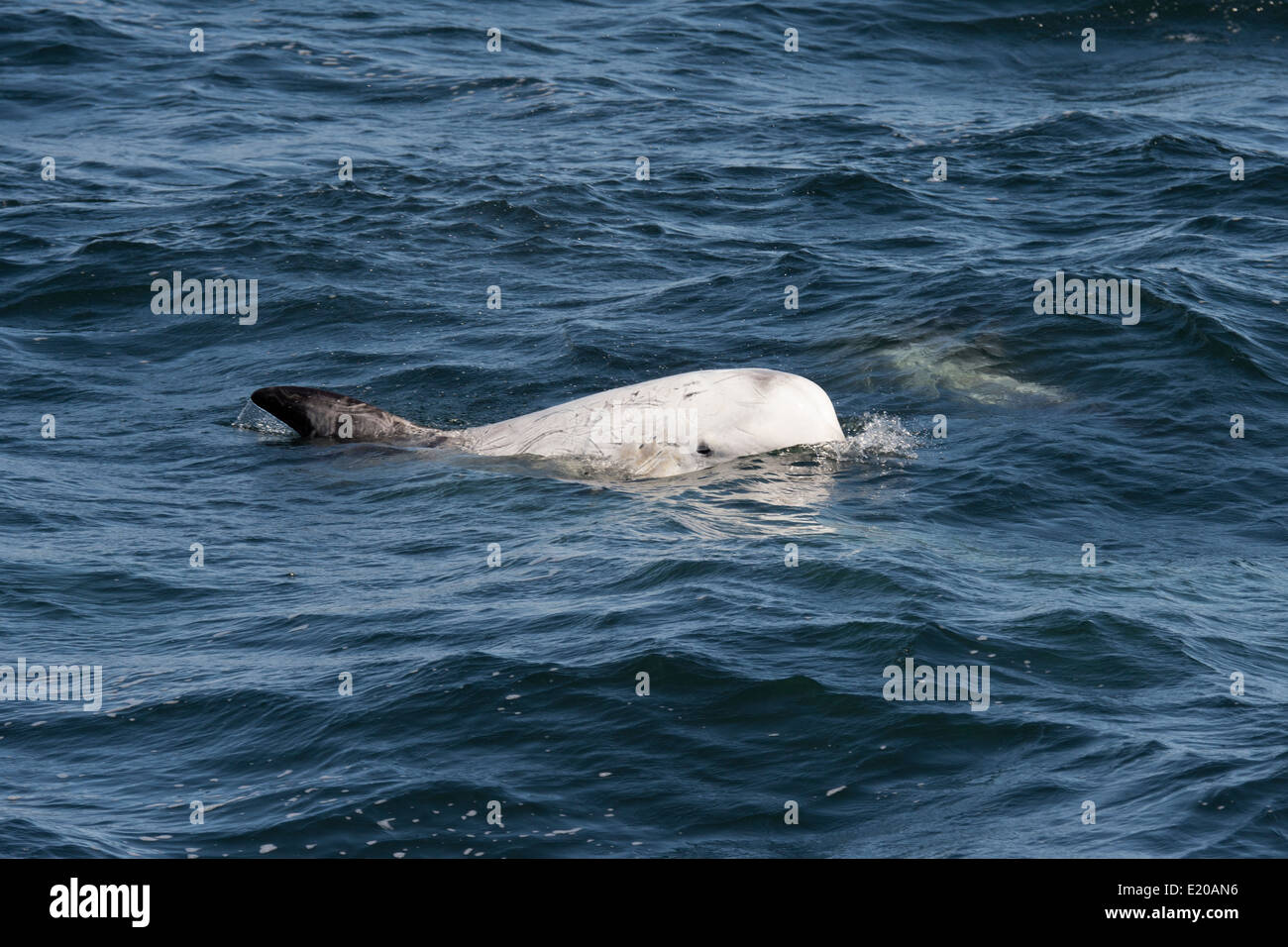 Risso's Dolphin (Grampus griseus) surfacing. Monterey, California, Pacific Ocean. Stock Photo