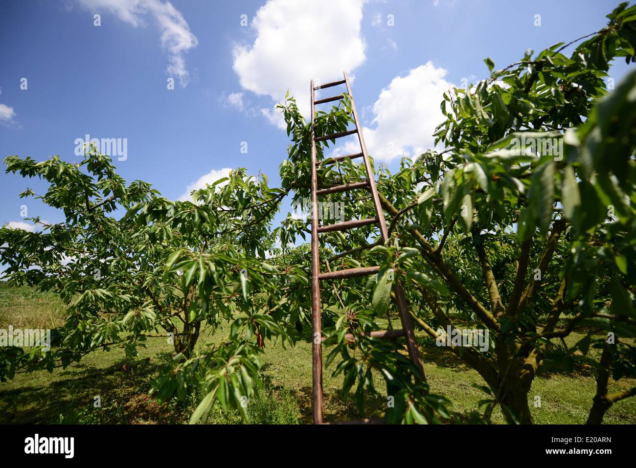 Ladder leaned on a tree hi-res stock photography and images - Alamy